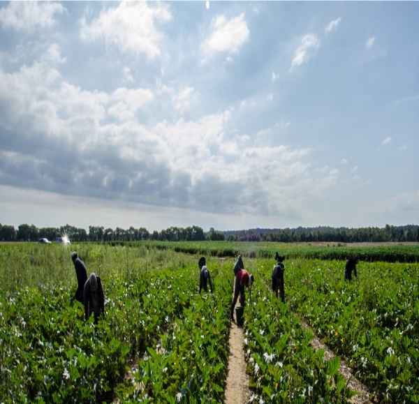 Wednesday, November 13: Becoming Beloved presents a Dinner & Presentation of Farmworkers’ Experiences During Wildfires