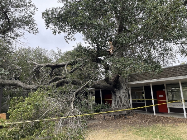 An Update on Our Oak Tree